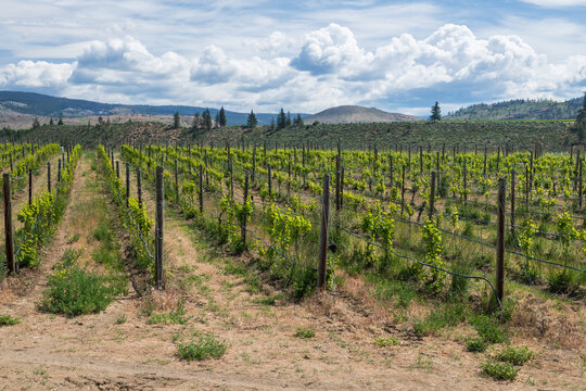 Spring country vineyard in wine country near Oliver BC Canada 