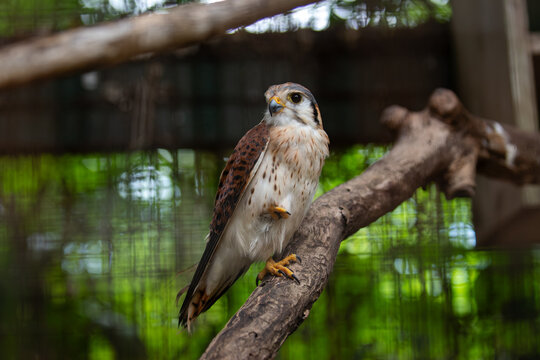 View of an American Kestrel perched on a wooden branch at Ardastra Gardens and Wildlife Conservation Centre Nassau, New Providence, The Bahamas.