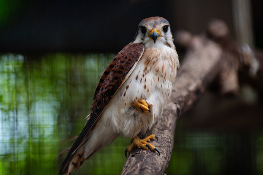 View of an American Kestrel perched on a branch with its talons visible at Ardastra Gardens and Wildlife Conservation Centre in Nassau, New Providence, The Bahamas.