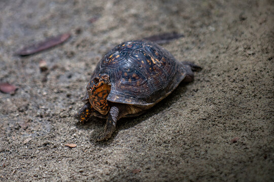 View of a turtle crawling on the sandy ground at the Ardastra Gardens and Wildlife Conservation Centre in Nassau, New Providence, The Bahamas.