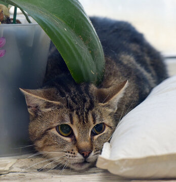 Scared Tabby Cat Hiding Between Houseplants and Cushion Indoors