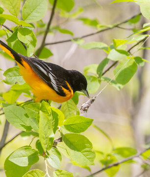 Closeup of male North American Oriole in a tree with colorful green foliage in Pelee National Park Ontario
