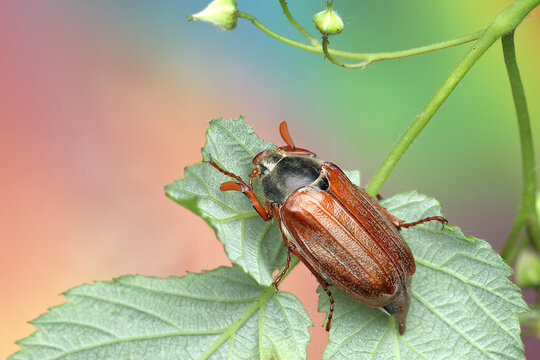 May beetle insect on a stick