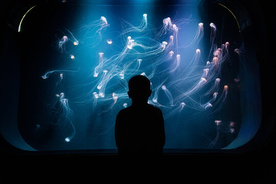 View of a person silhouette observing numerous glowing jellyfish in a large aquarium tank at Loro Parque in Puerto de la Cruz, Canarias, Spain.