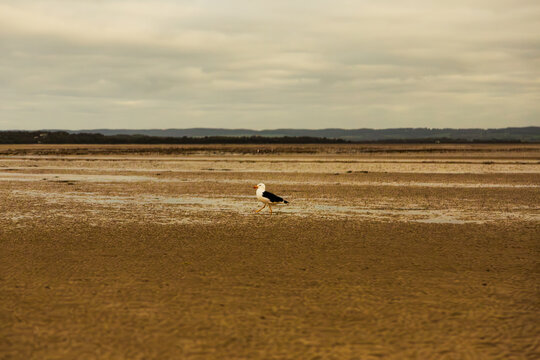 Seagull walking on wet sand at low tide coastal wilderness exploration