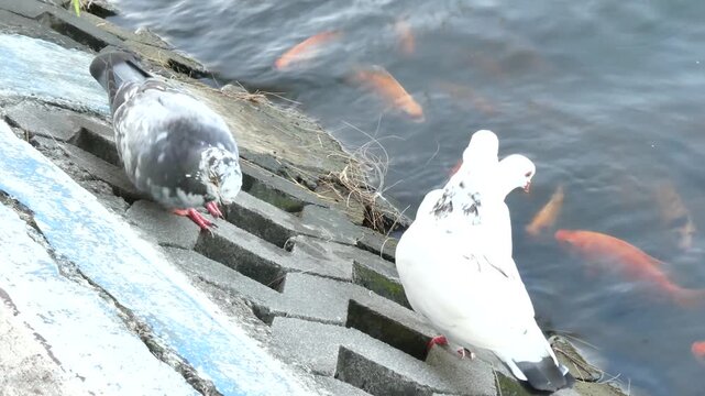 handheld footage of grey and white pigeons on concrete riverbank with swimming goldfish, shaky unstable motion