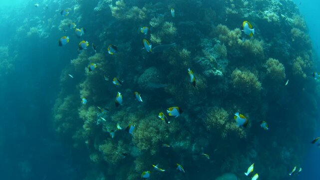 Pyramid butterflyfish, Hemitaurichthys polylepis, school along a dramatic reef drop-off along Palau's barrier reef. The beautiful coral reef's of Palau support extraordinary marine biodiversity.