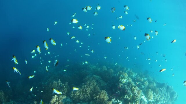 Pyramid butterflyfish, Hemitaurichthys polylepis, school along a dramatic reef drop-off along Palau's barrier reef. The beautiful coral reef's of Palau support extraordinary marine biodiversity.