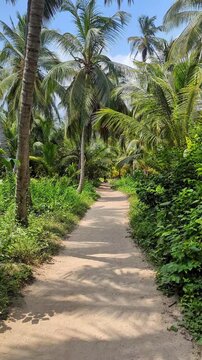 Senderos, naturaleza y playas del parque Tayrona de Colombia