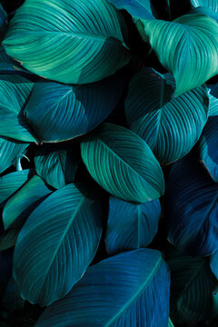 Tropical foliage background with layered green leaves in moody teal tones