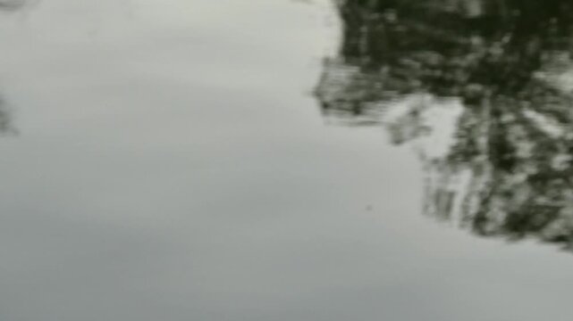 Unsteady handheld camera footage of blurry natural water reflection with tree silhouette in motion, shaking texture