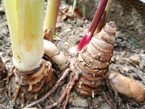 White Turmeric Rhizome Growing Above Soil Surface