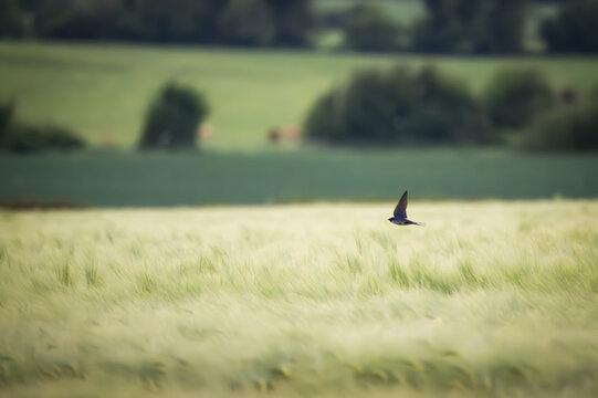 View of a swallow flying low over a lush green cereal field with rolling hills and trees in the background in Oldtown, County Dublin, Ireland.