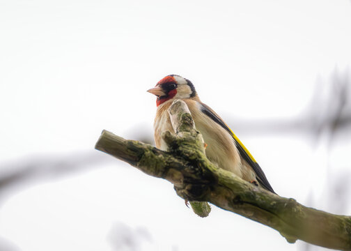 View of a European goldfinch perched on a mossy tree branch against an overcast sky in Oldtown, County Dublin, Ireland.