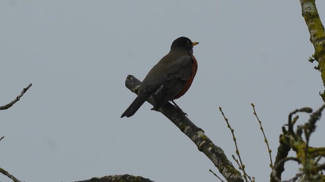Robin bird perched on a moss-covered tree branch against an overcast grey sky in spring Slow motion 120fps 4k video footage