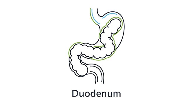 Anatomical diagram of the human duodenum organ.