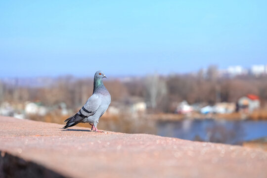 Pigeon sitting on parapet outdoors