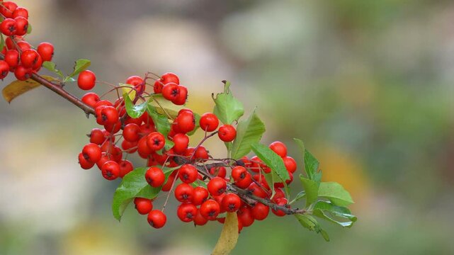 Red berries on a branch of a pyracantha shrub gently swaying in a backyard garden with a soft bokeh background Slow motion 120fps 4k video footage
