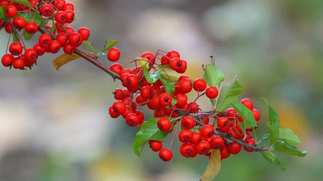 Red berries on a branch with green leaves swaying gently against a soft blurred background in natural daylight Slow motion 120fps 4k video footage