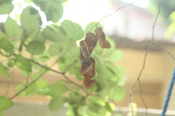 tree branch with dew drops © afifah