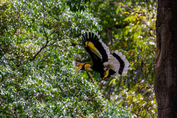 A hornbill soars through the tropical rainforest. © nuwatphoto
