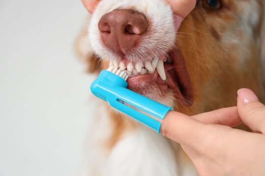 Veterinarian brushing teeth of Australian Shepherd dog on light background, closeup. Pet Dental Health Month