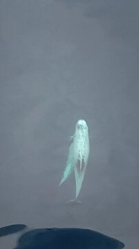 ​Two Risso's dolphins swimming in the ocean water in front of a cargo ship bow, top down view.
