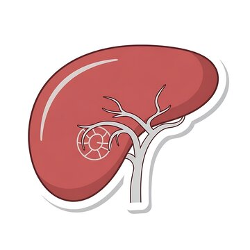 Red blood cells flowing through liver sinusoid capillaries.