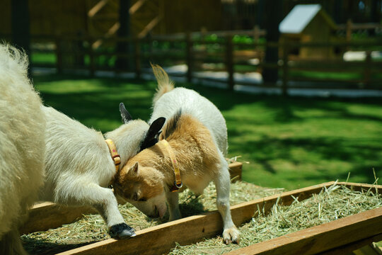 Two playful baby goats headbutting near a feeder trough