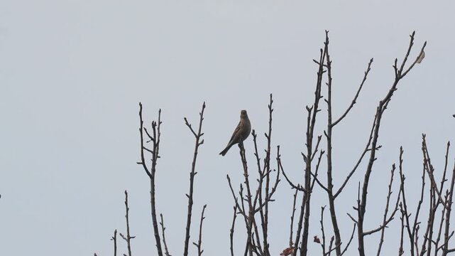Bird perched on bare tree branches against a gloomy overcast winter sky during a quiet cold day Slow motion 120fps 4k video footage