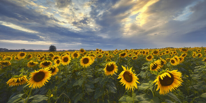 View of a vast field of blooming sunflowers under a dramatic cloudy sky with golden sunset light Slonecznik, Warmian-Masurian Voiv, Poland.