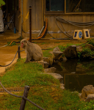 Monkey sitting on ledge of pond