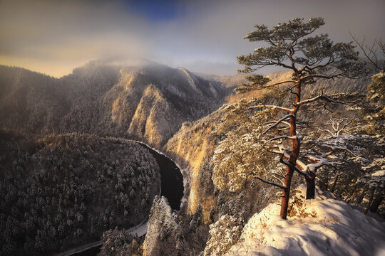 View of the iconic pine tree on Sokolica peak overlooking the Dunajec river gorge and snow-covered mountains under a misty sky in Nowy Targ County, Lesser Poland, Poland.