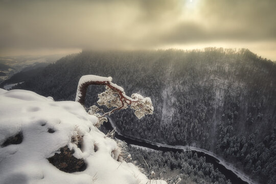 View of the iconic bent pine tree on Sokolica peak overlooking the Dunajec river gorge and misty snow-covered forests in Nowy Targ County, Lesser Poland Voivode, Poland.