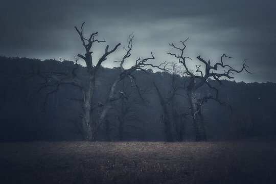 View of bare ancient oak trees with gnarled branches standing in a field under a dark moody sky in Rogalin, Greater Poland, Poland.