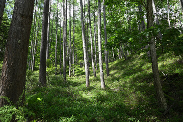 Obraz premium Climbing Mt. Akadake, Yatsugatake, Nagano, Yamanashi, Japan