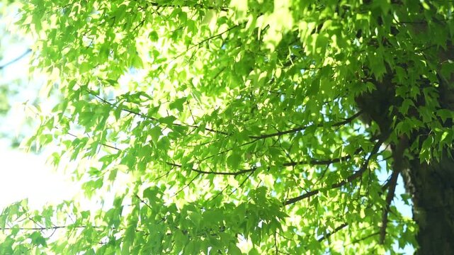 青々と茂る木の動画