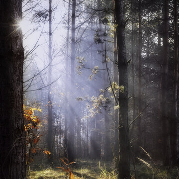 View of sunlight filtering through tall pine trees and morning mist in an autumnal forest with orange leaves Tarnobrzeg, Podkarpackie Voivodeship, Poland.