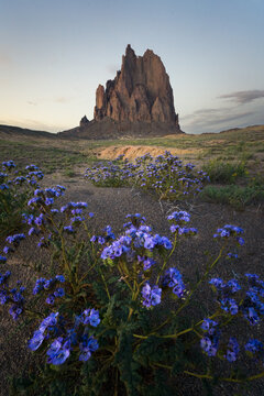 View of the Shiprock rock formation rising above a desert landscape with blooming purple wildflowers in the foreground under a soft sky in Shiprock, New Mexico, United States.