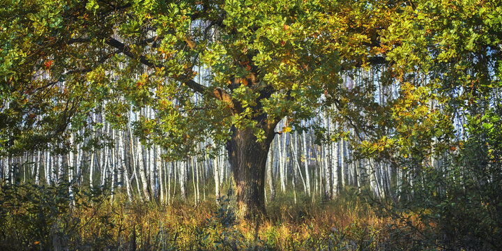View of a majestic oak tree with yellowing autumn leaves in front of a dense birch forest in Buda Stalowska Alfredowka, Podkarpackie, Poland.