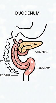 Human digestive system diagram highlighting duodenum and pancreas.