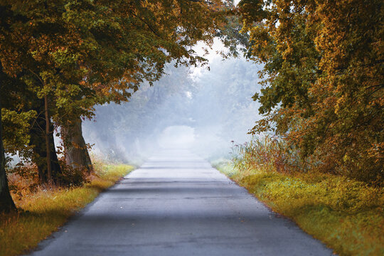 View of a straight asphalt road disappearing into dense morning fog framed by vibrant autumn trees with orange and yellow leaves near Buda Stalowska in Alfredowka, Podkarpackie, Poland.