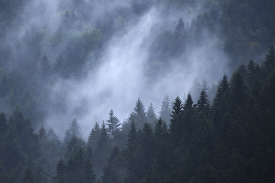 View of dense evergreen forest with thick white mist rising between the dark green pine trees in Kroscienko nad Dunajcem, Lesser Poland, Poland.