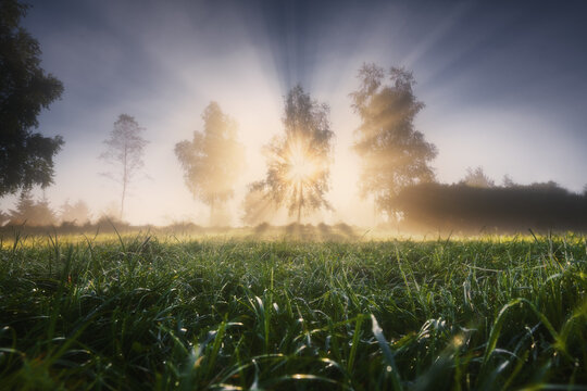 View of sunbeams breaking through trees in a misty field with dewy grass at sunrise in Czorsztyn, Lesser Poland, Poland.