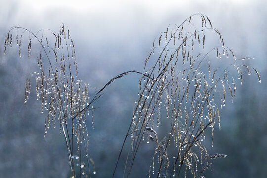 View of delicate wild grass stalks covered in morning dew droplets against a misty blue background in Czorsztyn, Lesser Poland Voivode, Poland.
