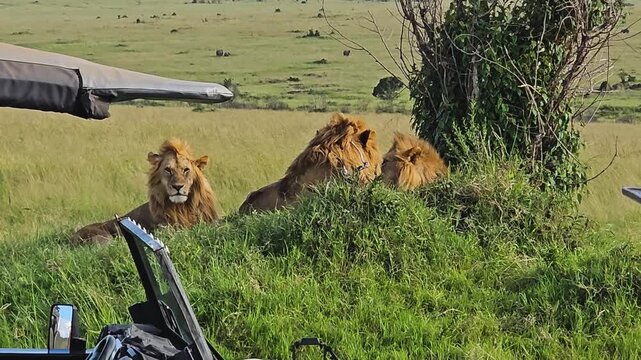 Male lion brothers resting on a grassy mound during a safari game drive in Masai Mara
