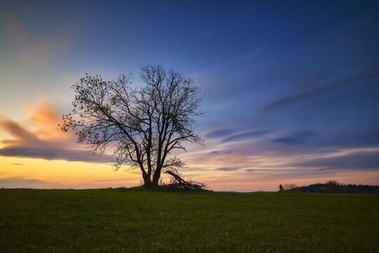 View of a lone tree standing in a green meadow under a sunset sky with orange and blue clouds in Czorsztyn, Lesser Poland, Poland.