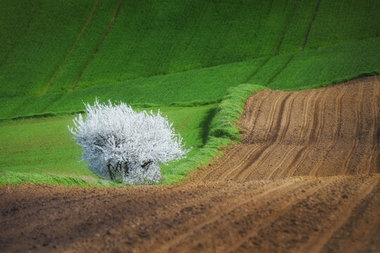 View of a single white flowering tree standing amidst rolling green hills and freshly plowed brown soil furrows in Busko-Zdroj, Swietokrzyskie, Poland.