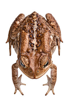 Cane toad isolated on white transparent background - design element cut-out object