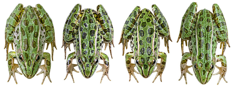 Leopard frog isolated on white transparent background - design element cut-out object